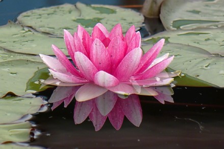 好运莲莲！睡莲在雨中娇艳绽放