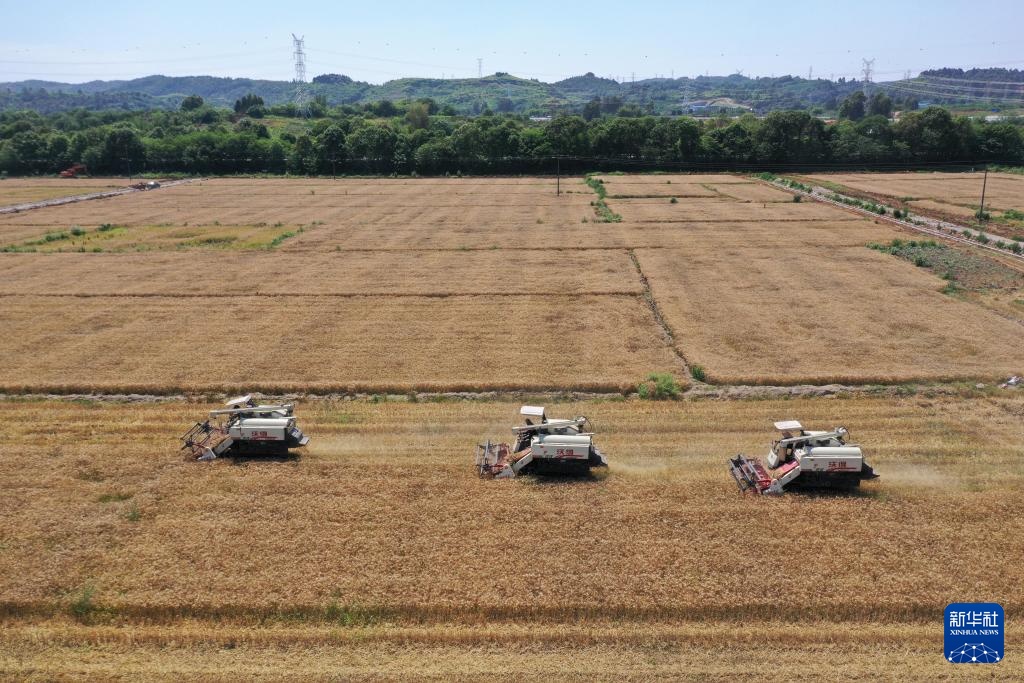 四川:风吹麦浪夏收忙 四川:风吹麦浪夏收忙