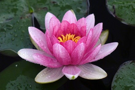 好运莲莲！睡莲在雨中娇艳绽放