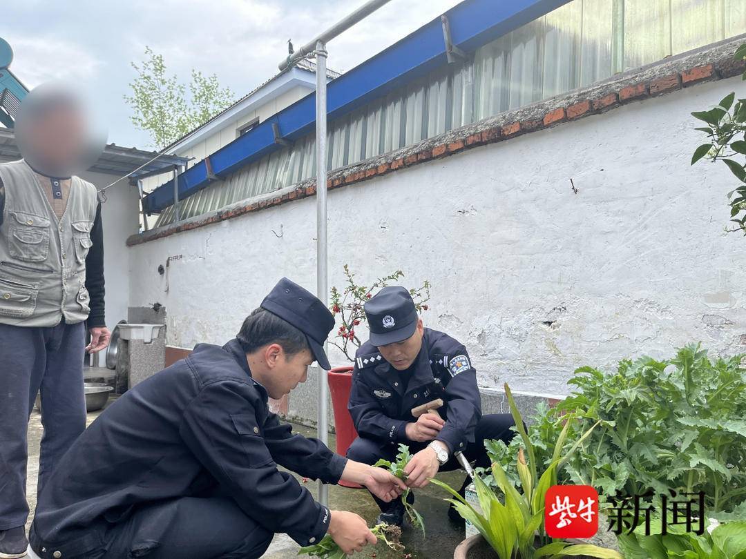 罂粟开花时节易识别，民警上门踏查铲毒