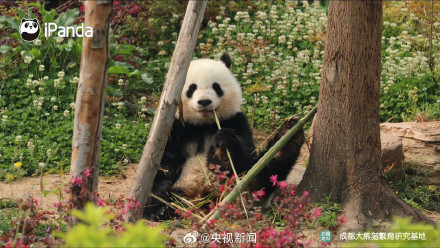 高萌9连拍！熊猫吃到翘脚竹子