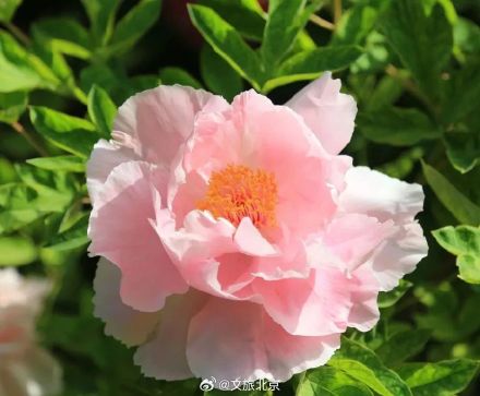 快去拍！北京芍药花海美爆了