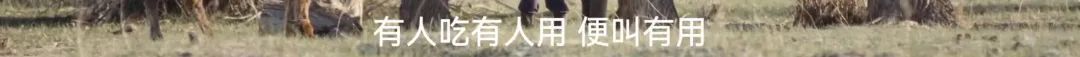 美到封神！《我的阿勒泰》太！好！看！啦！