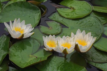 好运莲莲！睡莲在雨中娇艳绽放