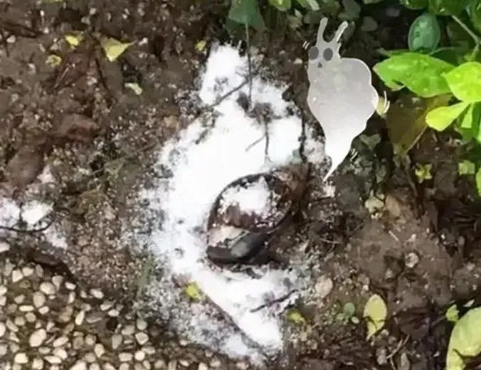 警惕！千万别碰、别吃！有人摸了后持续高烧……