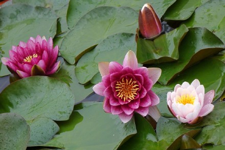 好运莲莲！睡莲在雨中娇艳绽放