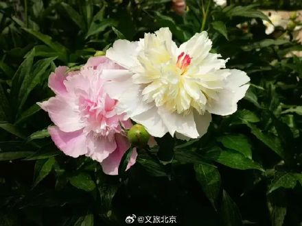 快去拍！北京芍药花海美爆了