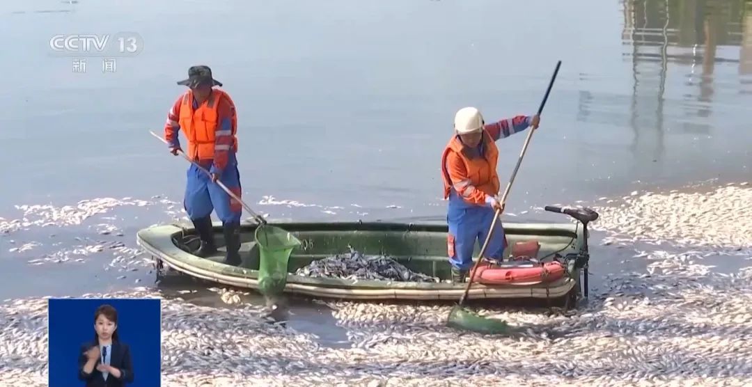 海南一湖中出现大量死鱼！原因公布