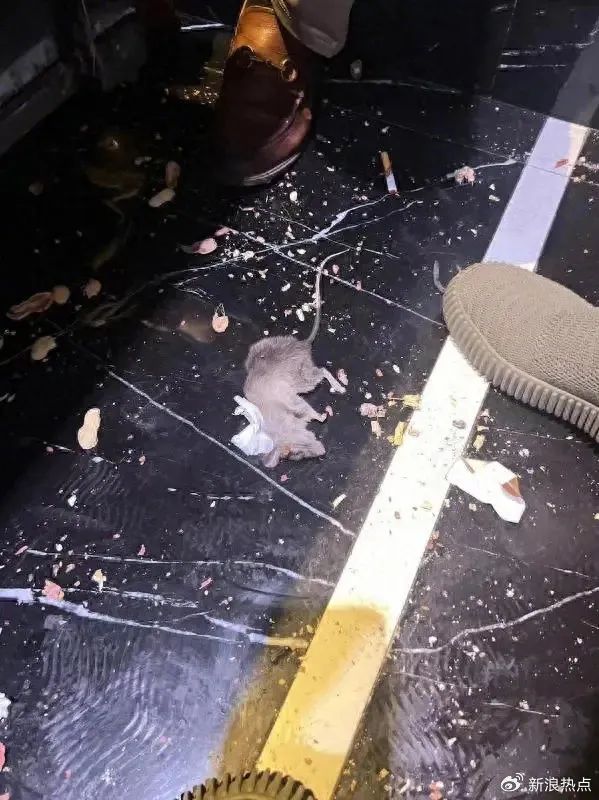 男子KTV唱歌被老鼠咬伤!值班经理:老鼠是自由的 男子KTV唱歌被老鼠咬伤!值班经理:老鼠是自由的