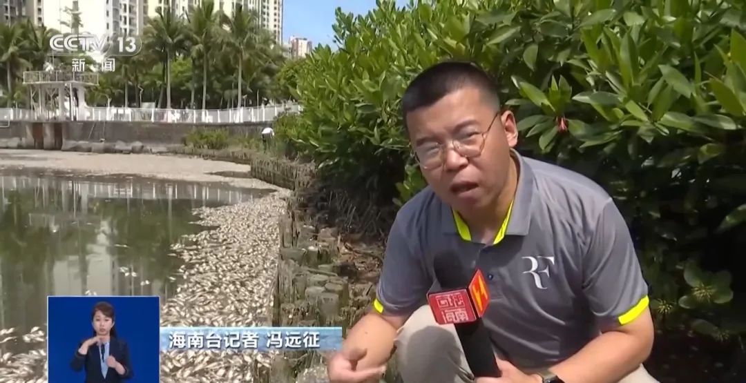 海南一湖中出现大量死鱼！原因公布