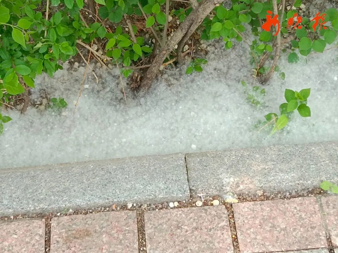 柳絮飘入后频繁揉眼，12岁男孩角膜受损！专家提醒：这些人注意