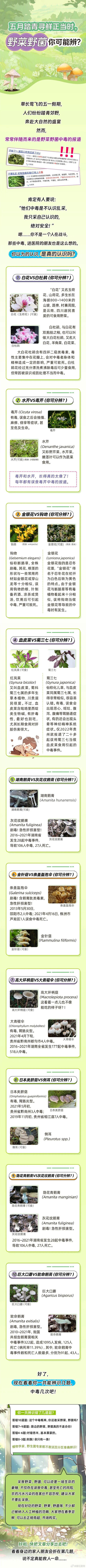 踏青寻鲜正当时,野菜野菌你可能辨? 踏青寻鲜正当时,野菜野菌你可能辨?