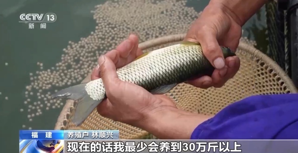 一条鱼的养殖攻略是啥？请参考福建人的“花招”→