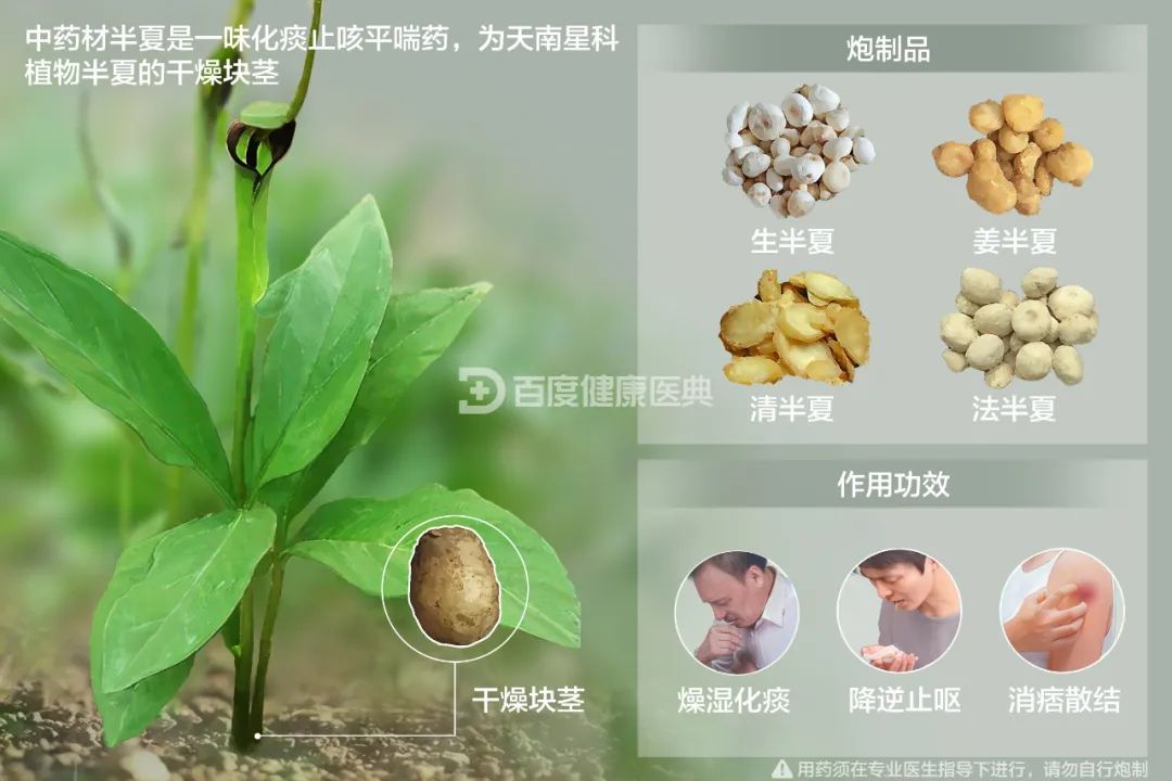 275元/斤!杭州有人挖到这种草 误食严重可致命 275元/斤!杭州有人挖到这种草 误食严重可致命