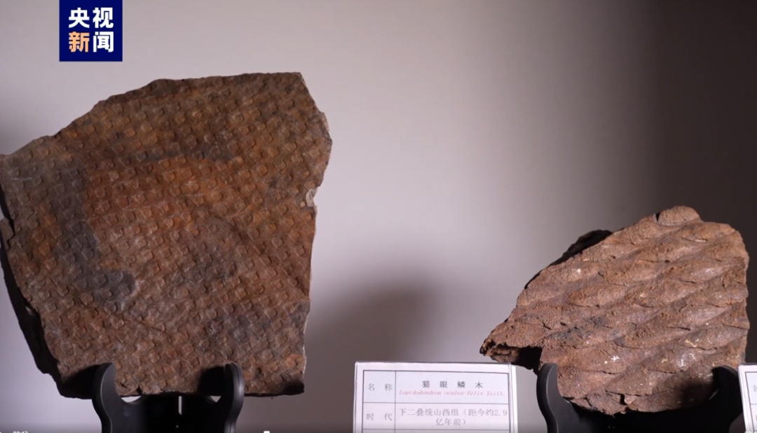 撞脸巧克力脆筒!揭秘3.1亿年前化石→ 撞脸巧克力脆筒!揭秘3.1亿年前化石→