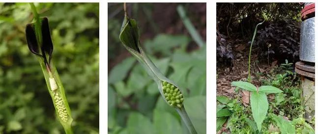 275元/斤!杭州有人挖到这种草 误食严重可致命 275元/斤!杭州有人挖到这种草 误食严重可致命