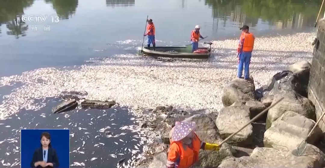 海南一湖中出现大量死鱼！原因公布