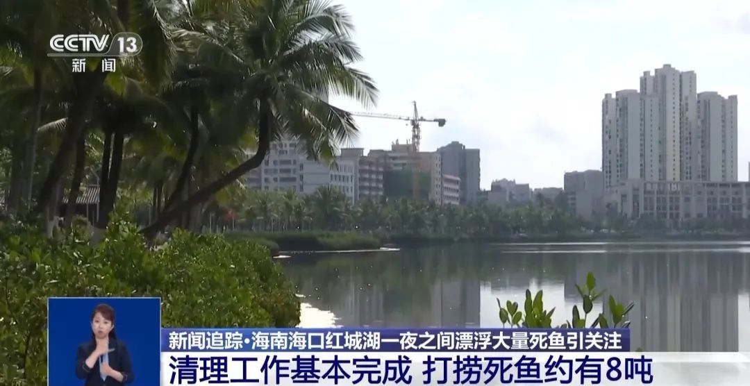 海南一湖中出现大量死鱼！原因公布