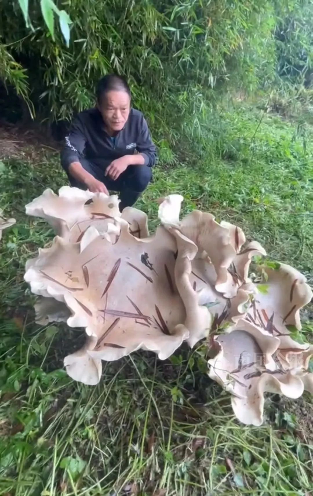 出现超大物种！这能吃吗？