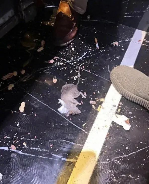 男子KTV包厢唱歌被老鼠咬伤,老板:是你不正常 男子KTV包厢唱歌被老鼠咬伤,老板:是你不正常