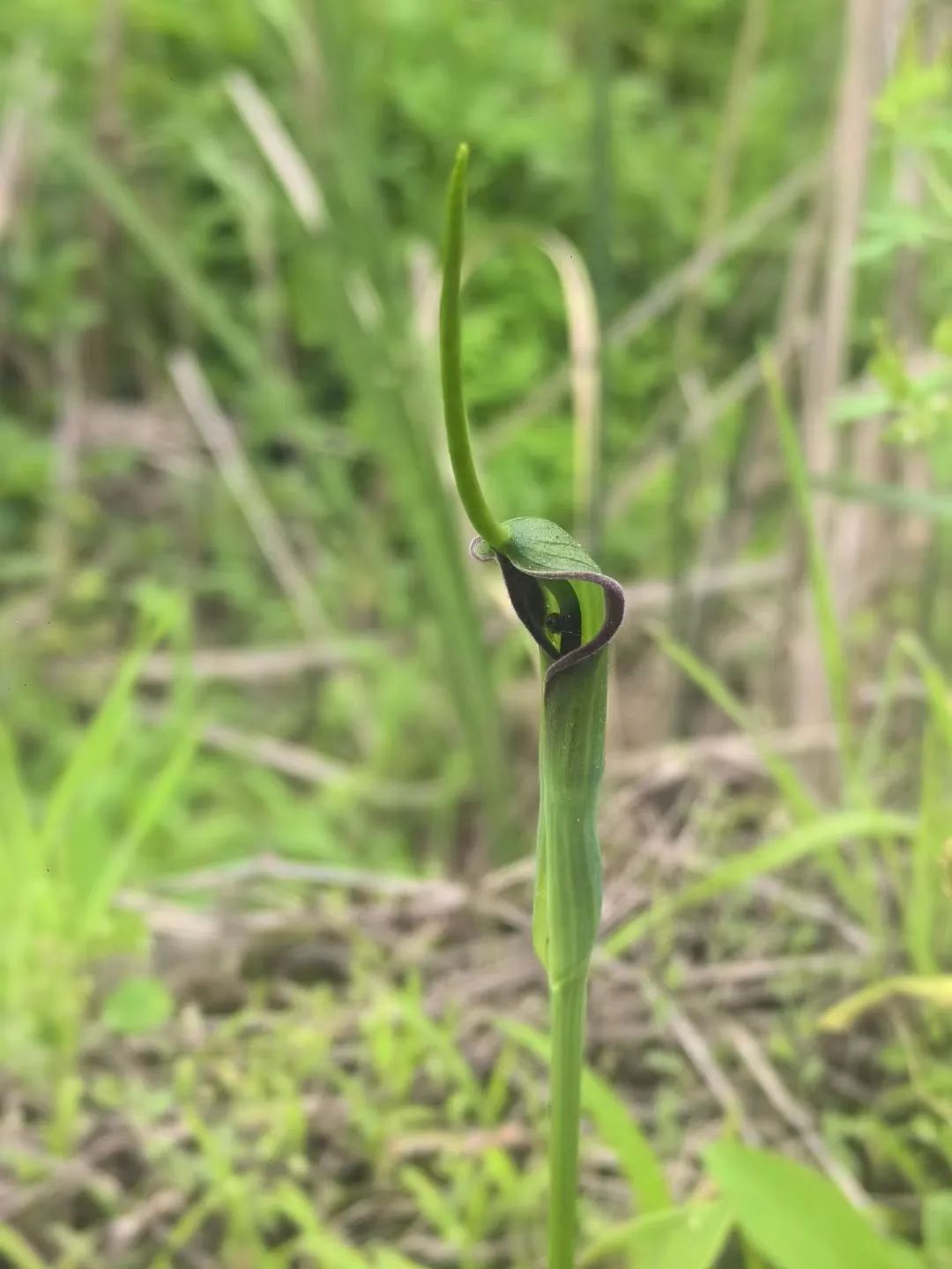 275元/斤!杭州有人挖到这种草 误食严重可致命 275元/斤!杭州有人挖到这种草 误食严重可致命