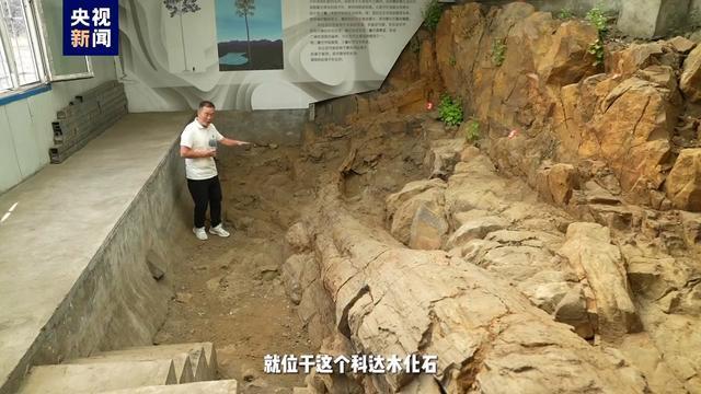 撞脸巧克力脆筒 3.1亿年前鳞木类化石长这样 撞脸巧克力脆筒 3.1亿年前鳞木类化石长这样