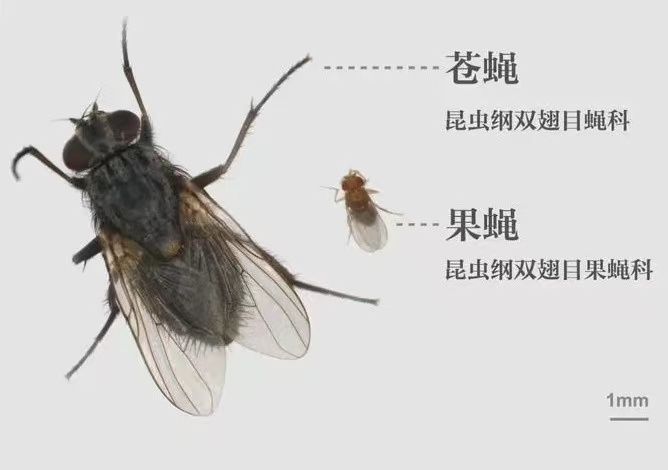 杨梅里的小虫子是从哪儿来的？如何正确挑选杨梅？