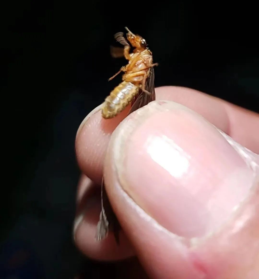 注意！黑压压一片！合肥多小区被这种虫侵扰
