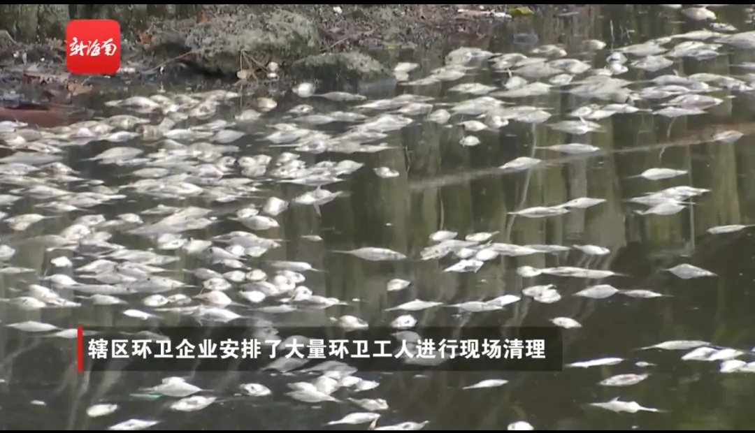 触目惊心！海南一湖一夜现8吨死鱼，原因公布