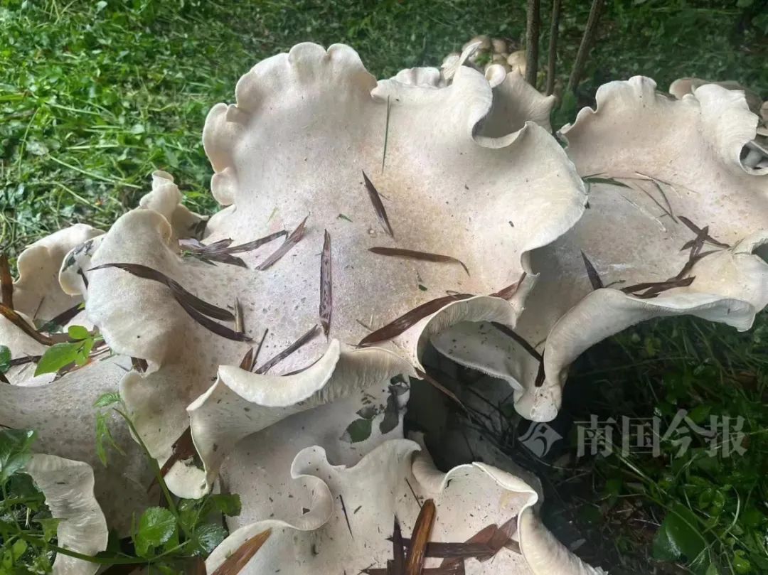 出现超大物种！这能吃吗？