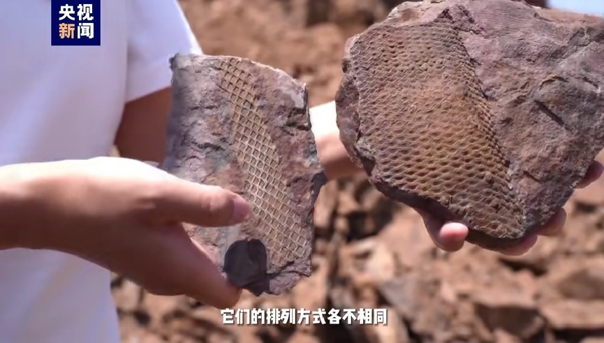 撞脸巧克力脆筒!揭秘3.1亿年前化石→ 撞脸巧克力脆筒!揭秘3.1亿年前化石→