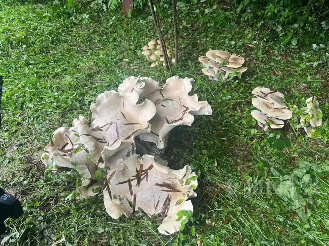 出现超大物种！这能吃吗？