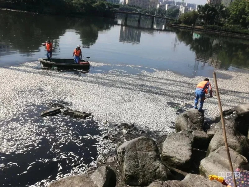 海南一湖中出现大量死鱼！原因公布