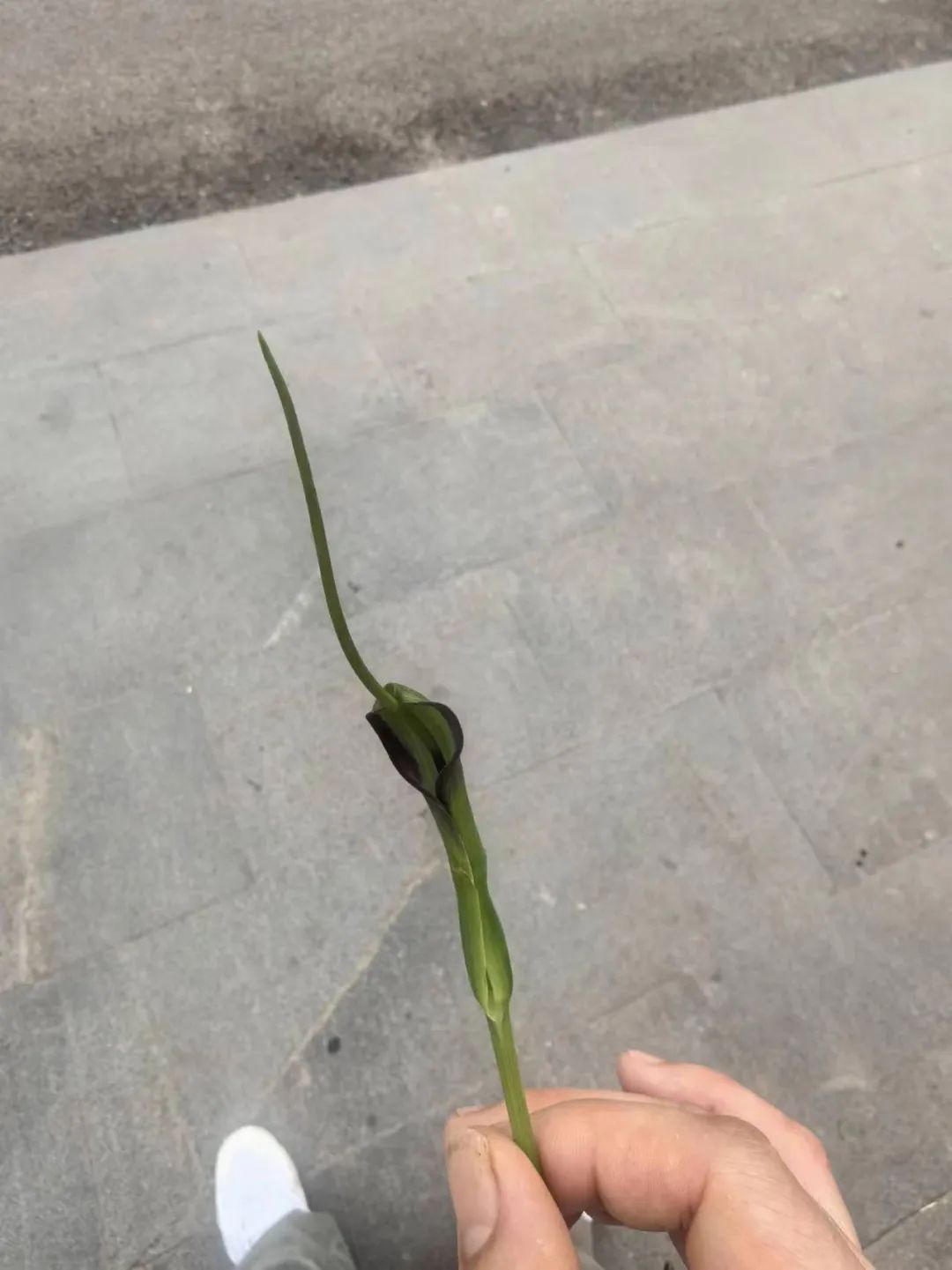 275元/斤!杭州有人挖到这种草 误食严重可致命 275元/斤!杭州有人挖到这种草 误食严重可致命