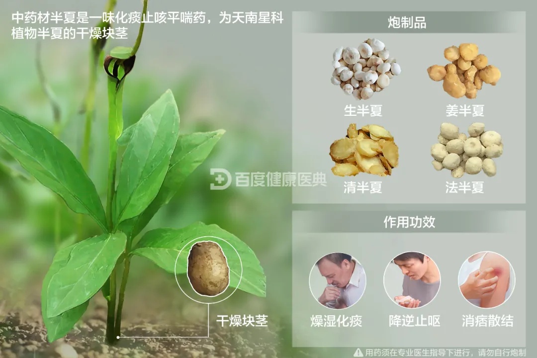 275元/斤！杭州有人挖到，农村随处可见，长相奇特……