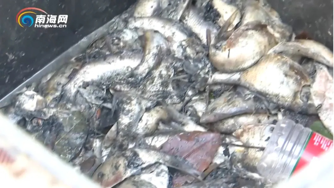 触目惊心！海南一湖一夜现8吨死鱼，原因公布