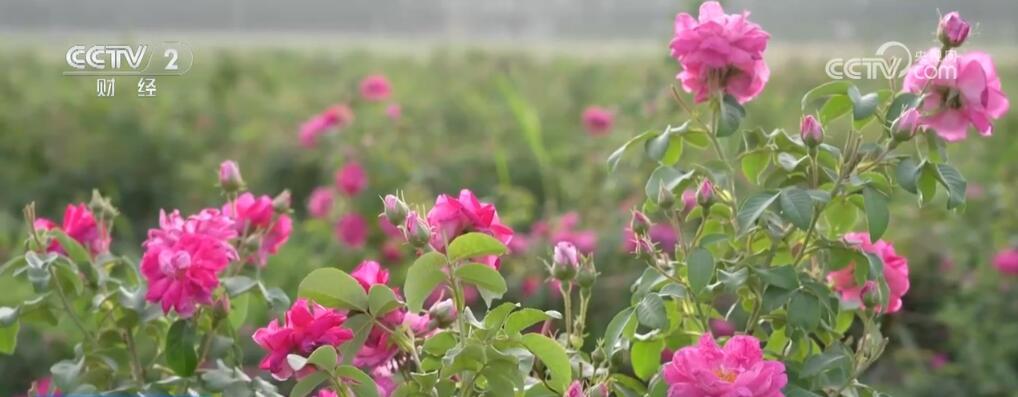 “小特产”变身“大产业” 以花为“媒”激发乡村振兴新活力 “小特产”变身“大产业” 以花为“媒”激发乡村振兴新活力