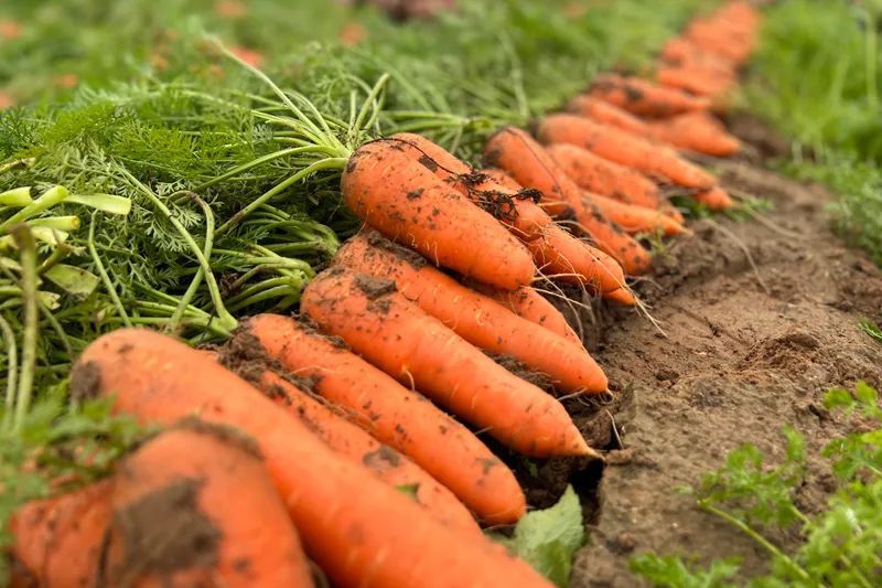 吃完这些蔬菜、水果,劝你别干这件事...... 吃完这些蔬菜、水果,劝你别干这件事......