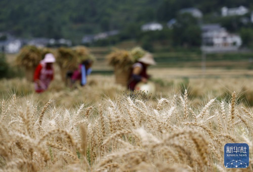 初夏粮田劳作忙 初夏粮田劳作忙