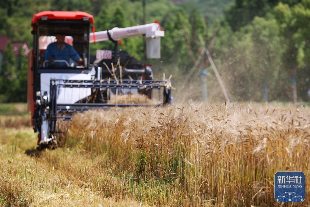 初夏粮田劳作忙 初夏粮田劳作忙
