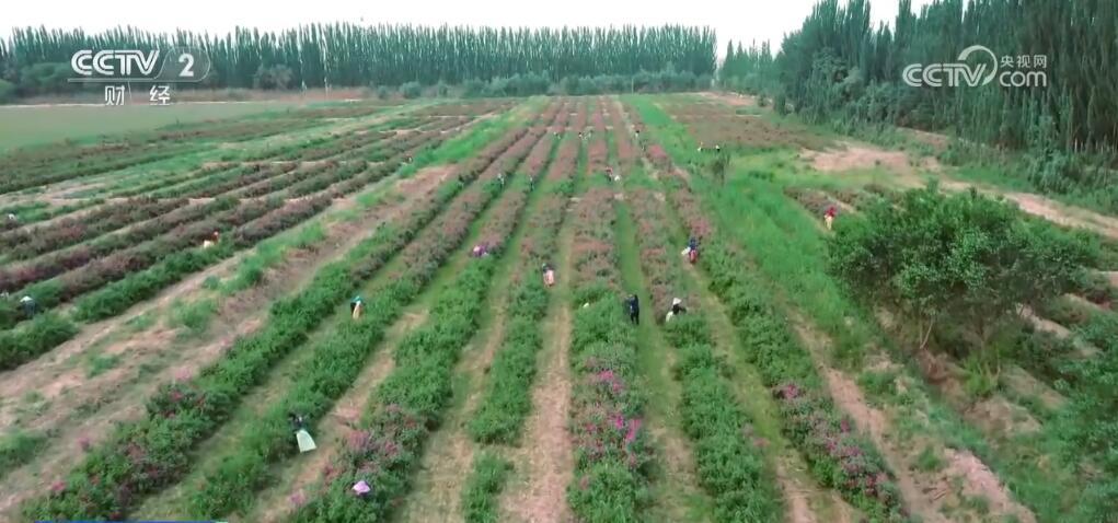 “小特产”变身“大产业” 以花为“媒”激发乡村振兴新活力 “小特产”变身“大产业” 以花为“媒”激发乡村振兴新活力