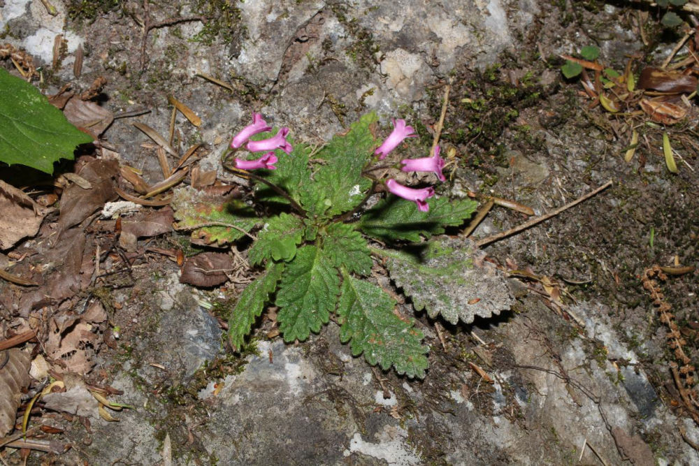 10年科考 重庆阴条岭国家级自然保护区发现5个植物新种 10年科考 重庆阴条岭国家级自然保护区发现5个植物新种