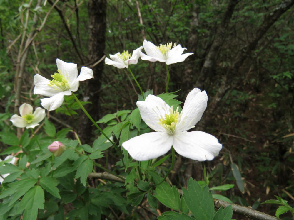 10年科考 重庆阴条岭国家级自然保护区发现5个植物新种 10年科考 重庆阴条岭国家级自然保护区发现5个植物新种