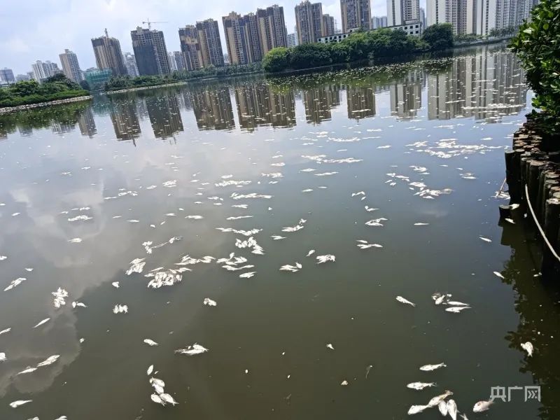 湖内一夜浮现8吨死鱼！当地公布原因→