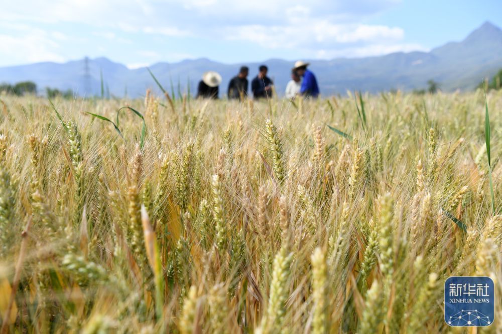 初夏粮田劳作忙 初夏粮田劳作忙
