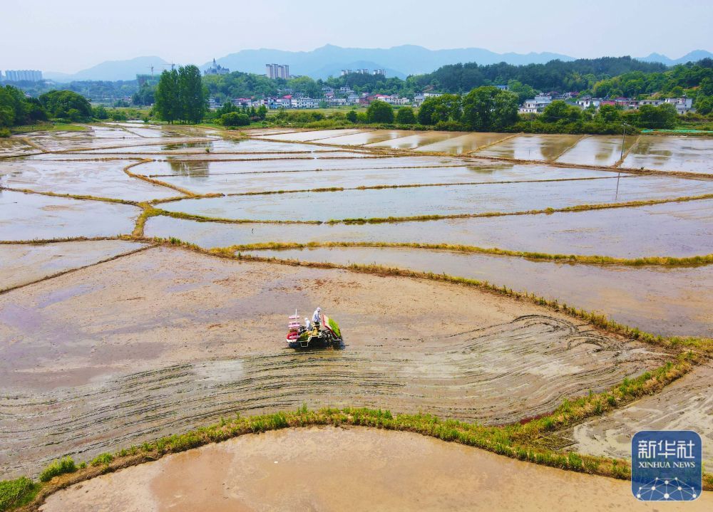 初夏粮田劳作忙 初夏粮田劳作忙