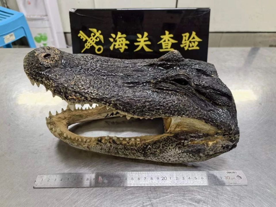 旅客行李箱中藏鳄鱼头一个,重达1.5千克!海关:查! 旅客行李箱中藏鳄鱼头一个,重达1.5千克!海关:查!