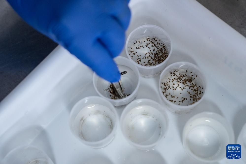 小蚊子也有大用处——巴西生物工厂助力虫媒疾病防控