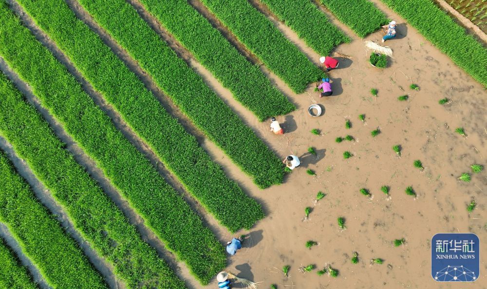 初夏粮田劳作忙 初夏粮田劳作忙