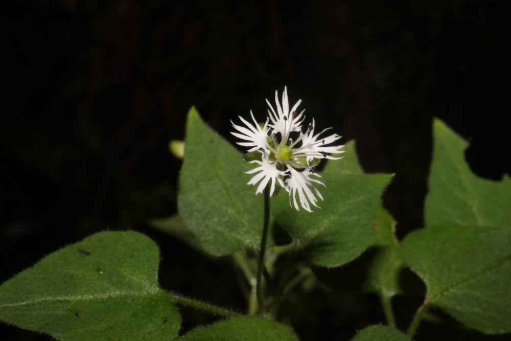 10年科考 重庆阴条岭国家级自然保护区发现5个植物新种 10年科考 重庆阴条岭国家级自然保护区发现5个植物新种